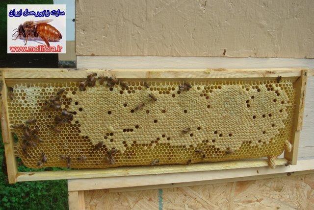 ميزان تخمگذاري ملكه زنبورعسل